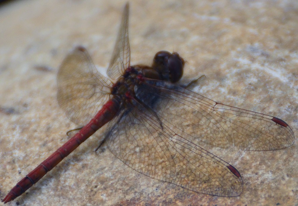 Sympetrum striolatum: storia damore e di 